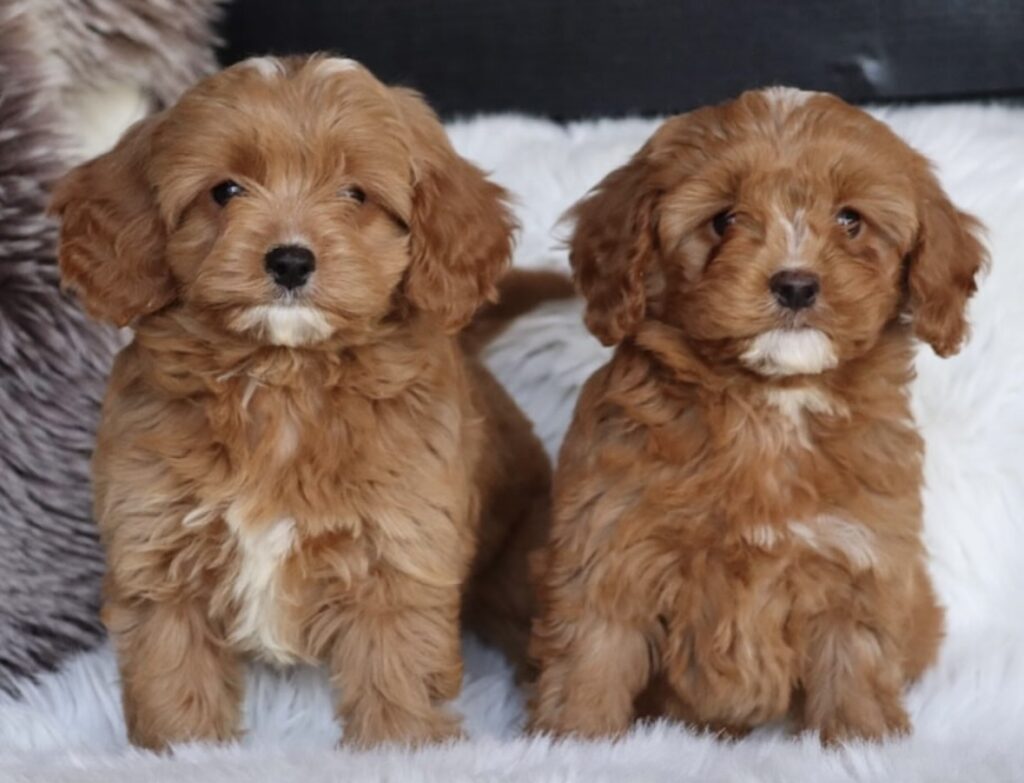 Designerdogs Warande, Cavapoo welpen.