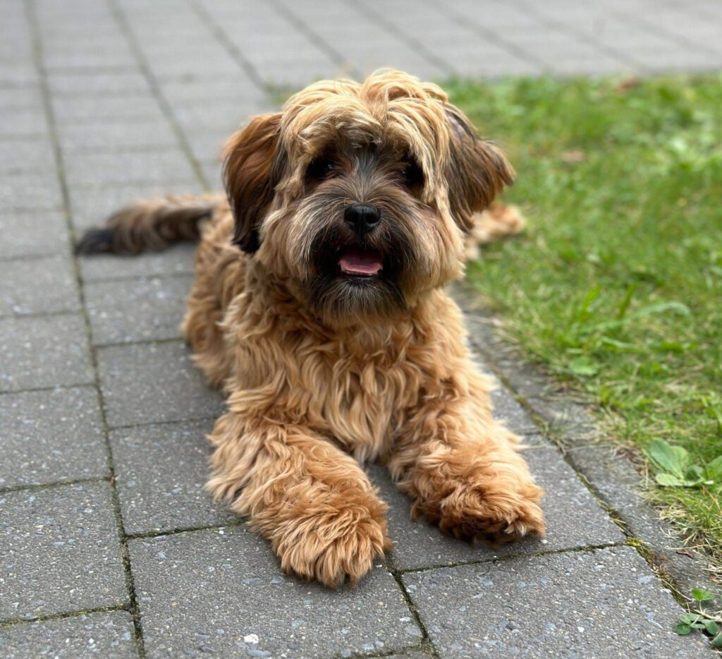 Boompoo pup van Designerdogs de Warande