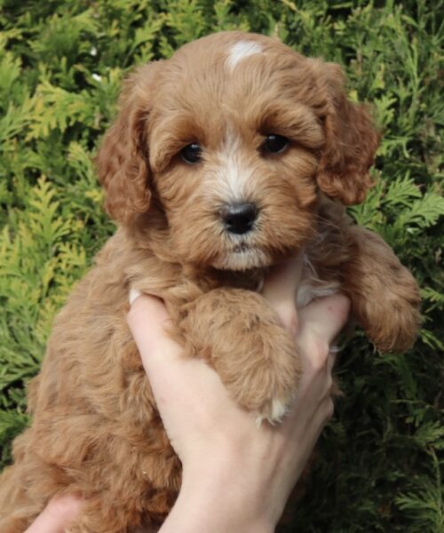 13FC0E85-DA6F-45BD-93BC-7E7B3BE41568