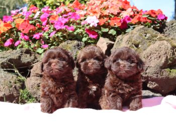 Maltipoo pups foto gallerij. Designerdogs warande