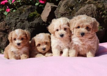 Fotogalerij designerdogs warande. Maltipoo pups.