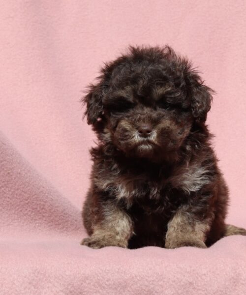 373CDB7A-9524-4724-B662-32A535153392