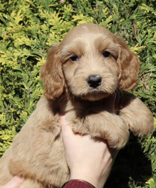 3C694430-A3AE-4794-9B18-60186D6C3BFE