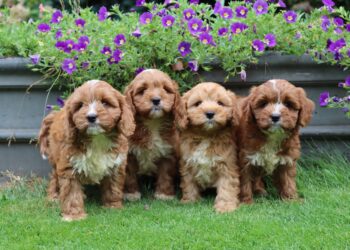 Designerdogs de Warande cavapoo home