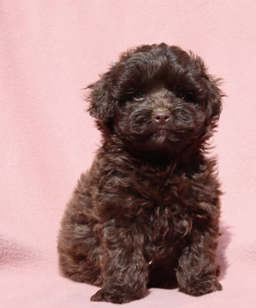 4825FCFF-A6FC-4120-B2C8-B24CFC589BA2