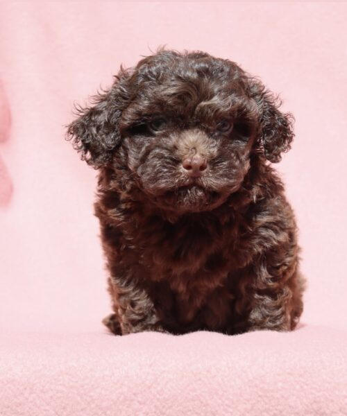 54EDB49D-B128-49F2-A73F-5363BB4D83C9