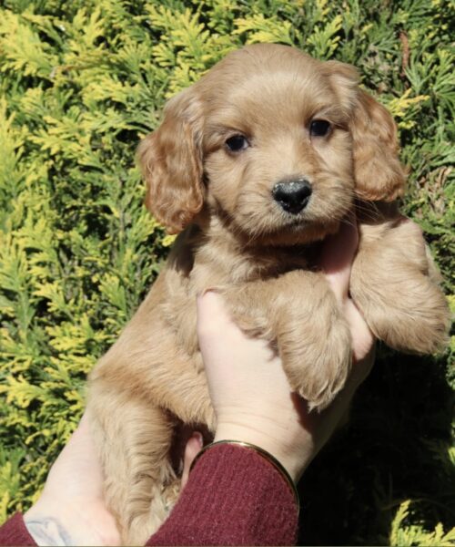 559EF828-5F55-4184-8DD2-2B70E8C0138C