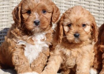 Betrouwbare cavapoo fokker. Designerdogs warande