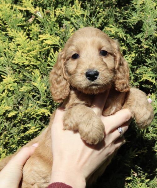 58E00D4D-DEDB-49D8-9F30-9232C9E6B7CE