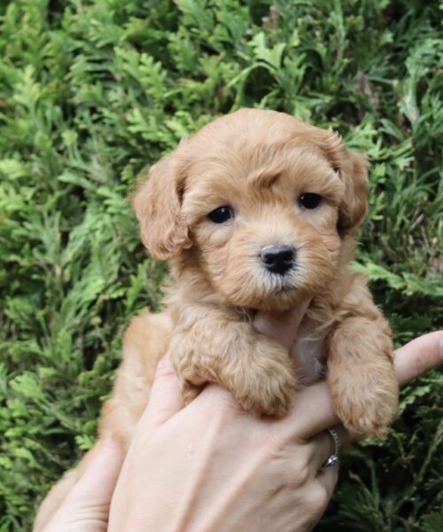 5AE6746E-F1C9-4722-84B0-B36C206FAEE9