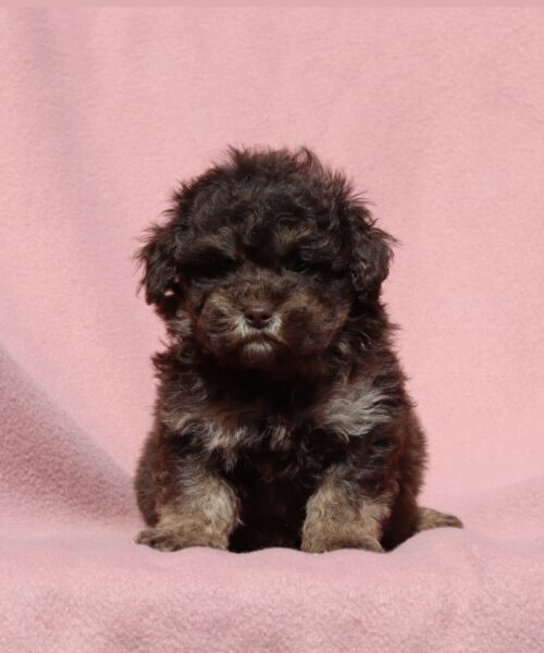 610539D2-591F-45B9-B368-FB4343686CE0