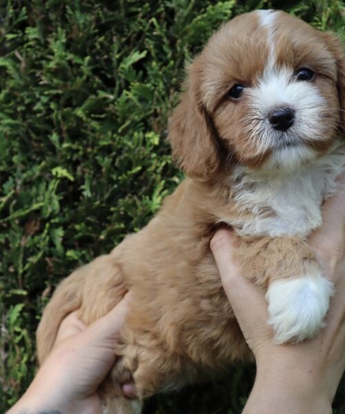 6355341B-B808-491E-A2C4-A814456FB731