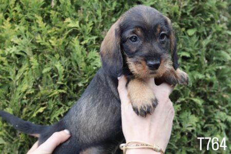 6946F2C9-621C-46C4-B756-C70FCACFC47B