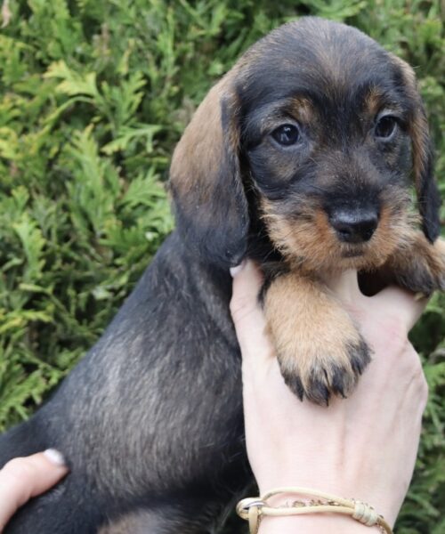 6946F2C9-621C-46C4-B756-C70FCACFC47B