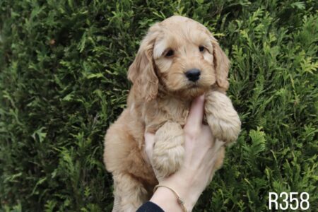 6A915EDF-9D60-4F2B-BFFE-29ADAF9018DE