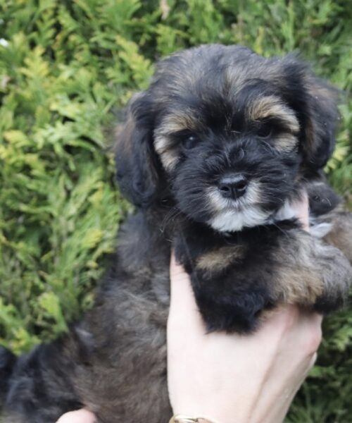 7440B4ED-0D61-4B2B-9424-392E8753F9EB