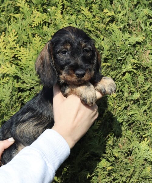 749AFCED-F75F-42FE-8652-CDCB3AEA4B83