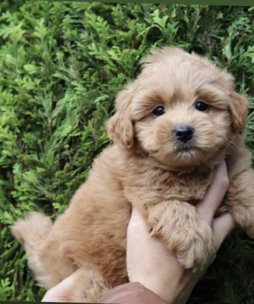 8BF2AEF3-2944-413A-9237-FB76CFBDD1C6