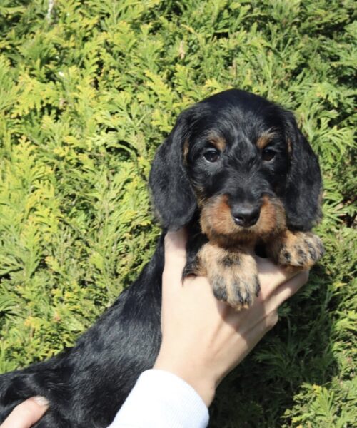 955A4E68-6AD9-40B6-8A1C-1CCEBB419FFB