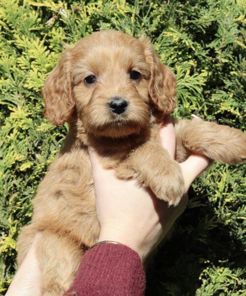 C5E3950E-7CBD-4619-AF75-50DE9B9CA462