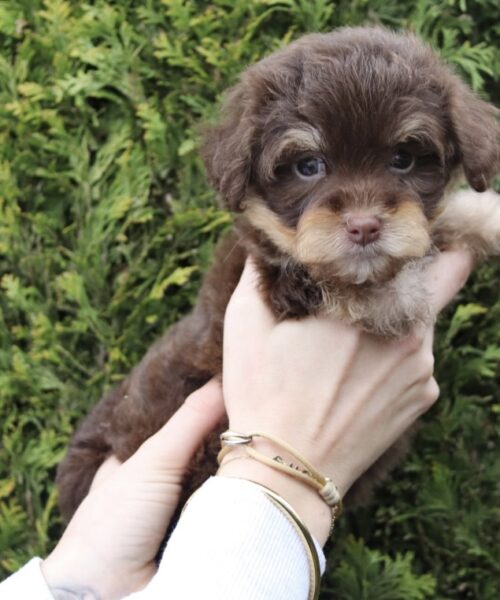 C9D33843-0FCD-4DC0-8D3D-39F0C2C52A68