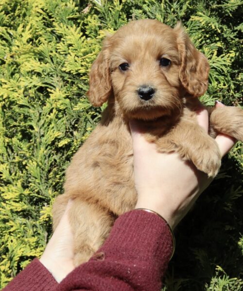 CA597506-5C83-4C97-8CB3-8DB48E046040