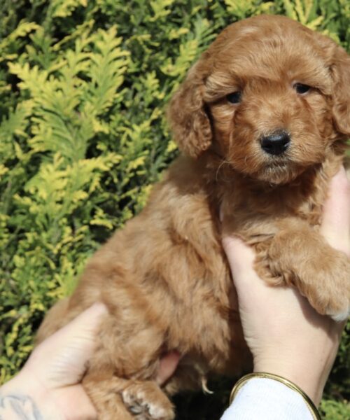 DA82F083-5F24-45D9-869B-A2EFDCE2911C