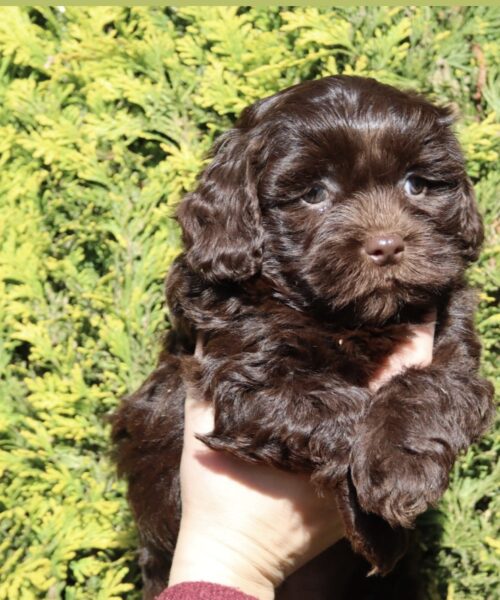 E5C989A7-3930-488C-9D19-3D6B065DA9BB