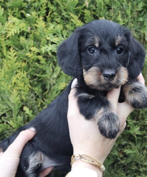 ED36A867-2A32-4BA8-B653-A78F30012694