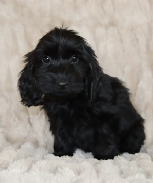 FA9BB26D-E31F-4C49-908D-A5F9FFAA5224