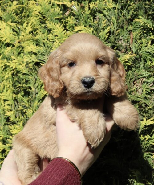 FCD9ECDF-E01A-4D37-BDD4-9B14874A6701