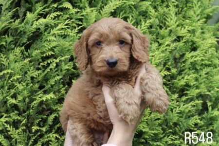 FF87800F-AD0D-4F7C-A09C-5D936A2325E6