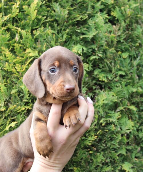 att.1qHxkXVK9QdQLK2DQ1mX8yIJfgVdDIVJTcNMyi1OOvI