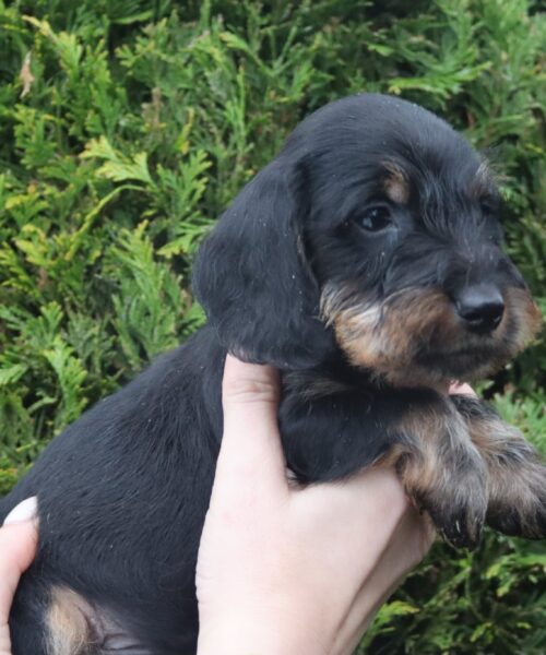 att.5ALMzdRfRTlGyHUxCXeTDa7DKnPIjbYVaip5oBXmGK8