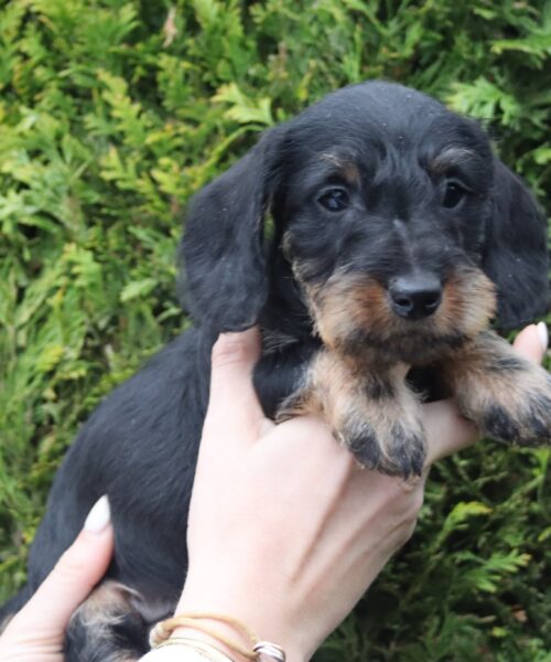 att.FRiiT2aKcv_10-g4QFnz-_xTZ_IOulIbrAK1_9g17sE