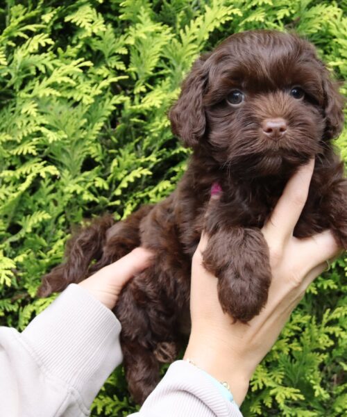 att.I0f3XZ_V4JL4pN-B7BonBDZ6i4OinmVAVsU9gZlLqa0