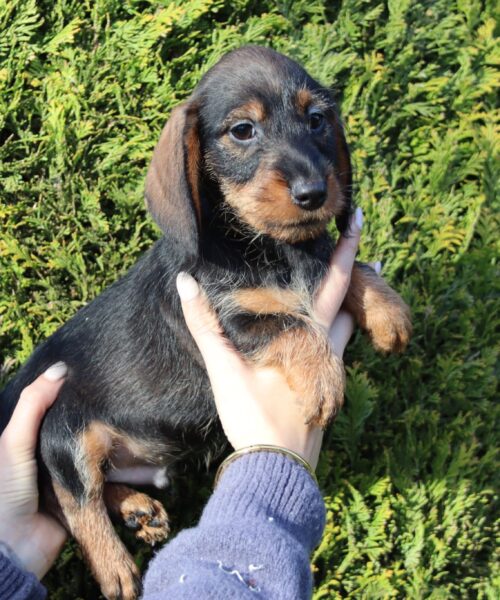 att.OFPNLBC3pEKzUEQztcEGG-5dtIhC8wgqmK9-L_sOl_c