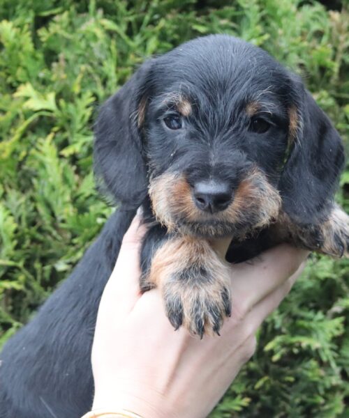 att.RTdPi4p0oy6cQq91OIR6F5hj6ZMr1DrVYrZ1XYGPCBM