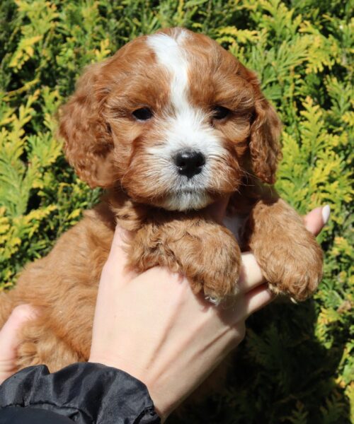 att.WsFGM07MqLU_tdlsQfDU9HZ-mCoWrYZtoUWsMslc4PQ