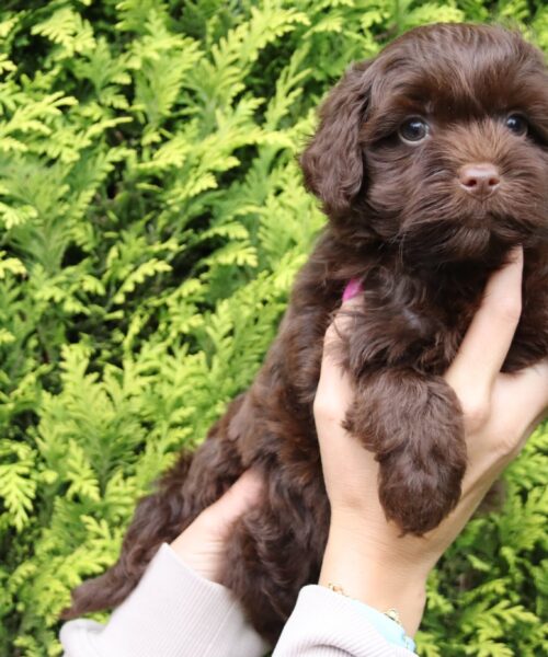 att.XMpZCehuacF3hyE7dEzADbQWT5_CxkZt3hXiyeWW_QI