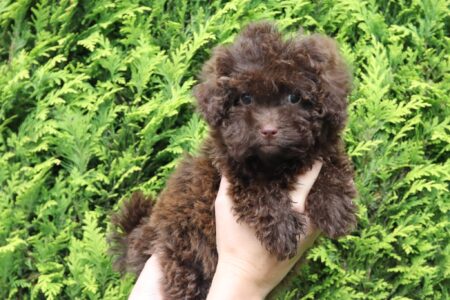 att.vJUvR-5SJesVQb6lzM3n4NaZGzUGgp_d94cd9IlD6DE