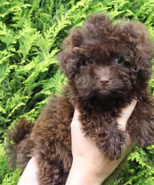 att.vJUvR-5SJesVQb6lzM3n4NaZGzUGgp_d94cd9IlD6DE