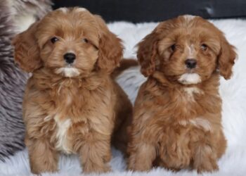 Designerdogs Warande, Cavapoo pups