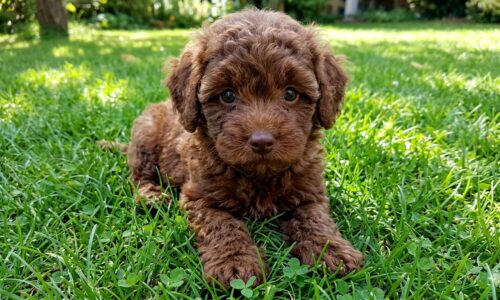 boompoo-pup-designer-dogs-de-warande